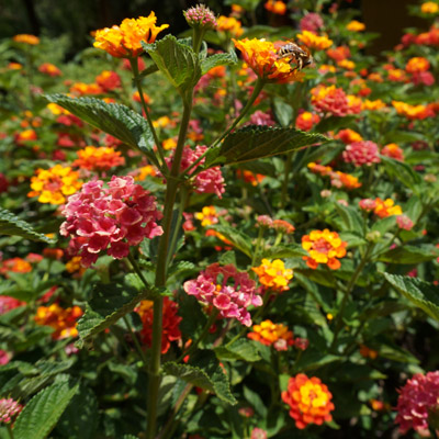 athena-naia-gathering-the-flowers