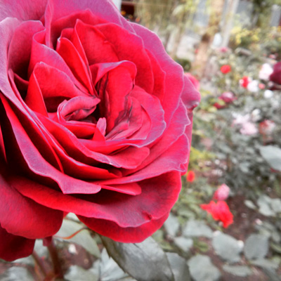 athena-naia-guzman-poole-peruvian-rose athena guzman poole hands holdingflowers rainbows
