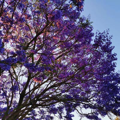 athena-naia-guzman-poole-purple-flowers-tree
